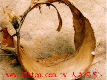 龐大的巨龍竹殼是包裝普洱茶的好材料