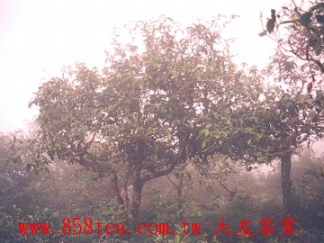 高山雲霧產名茶(南糯山原始茶林)