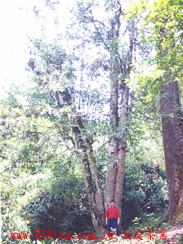 巴達山原始茶林(海拔1850M)
