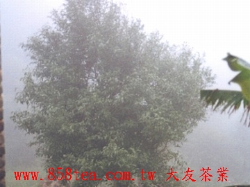 健康新鮮的古茶茶樹